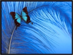Pióro, Motyl, Kolorowy, Niebieskie